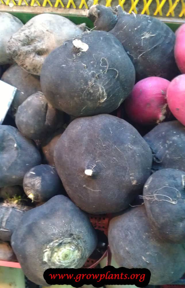 Black radish How to grow & care