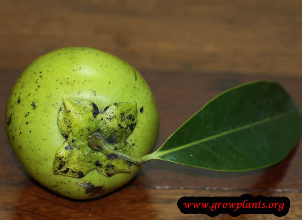 Black sapote How to grow plants