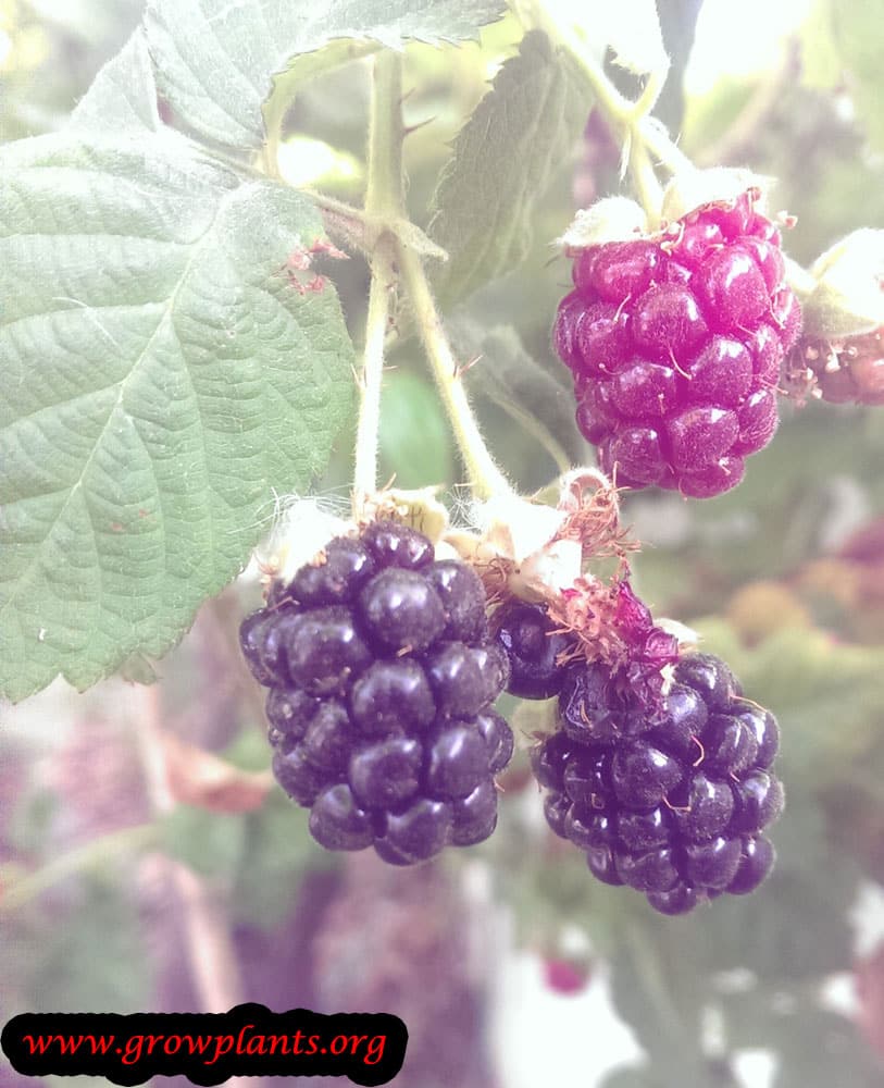 Blackberry plant
