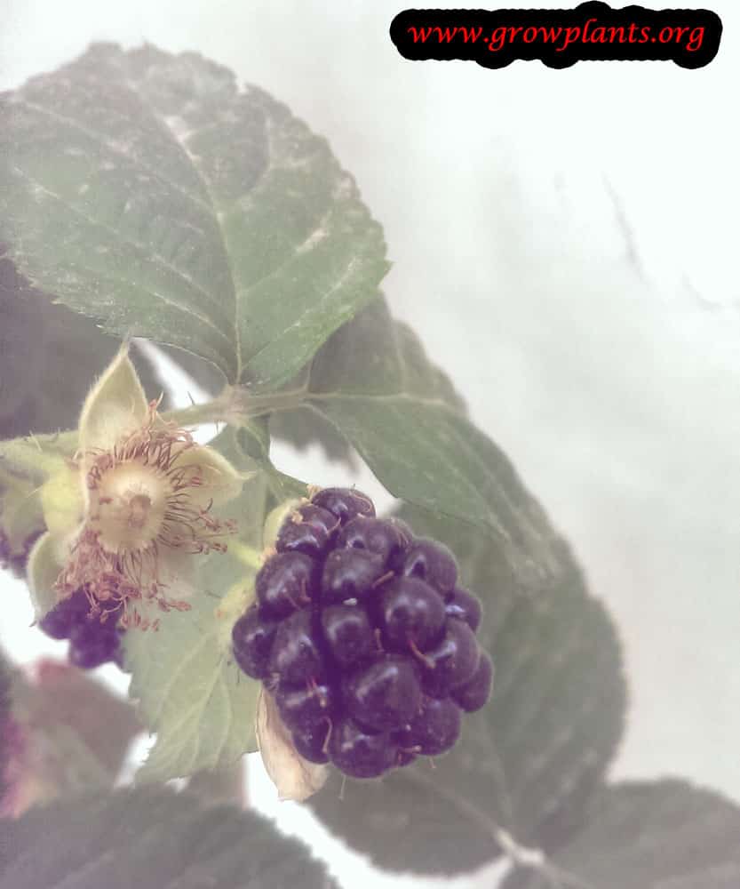 Blackberry plant care