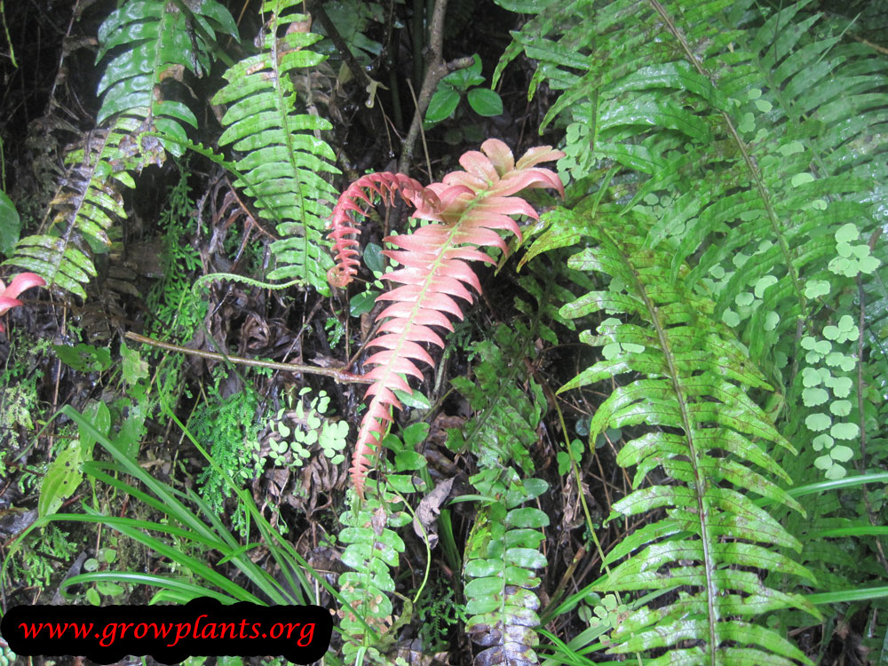 Blechnum occidentale