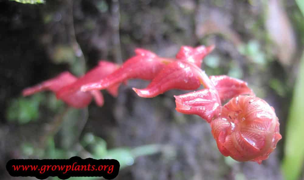 Blechnum occidentale plant