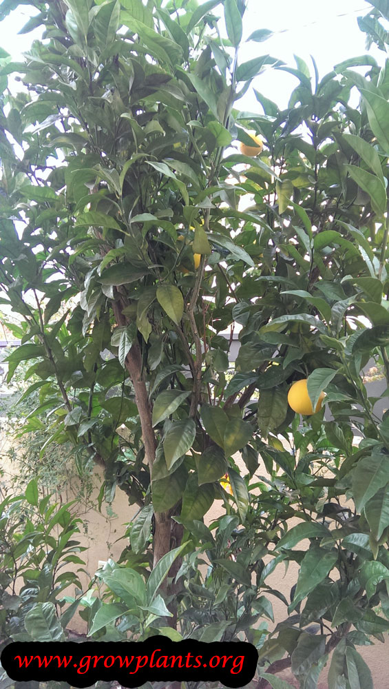 Blood orange tree