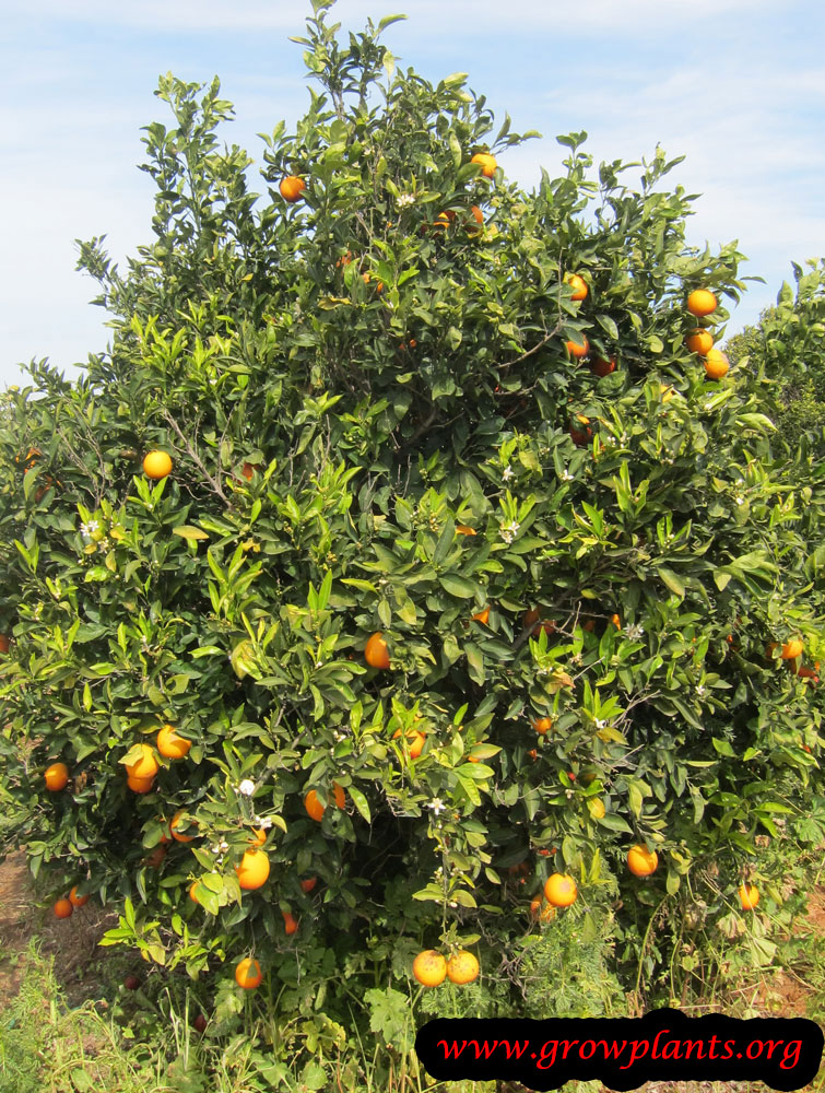 Blood orange tree How to grow &amp; care