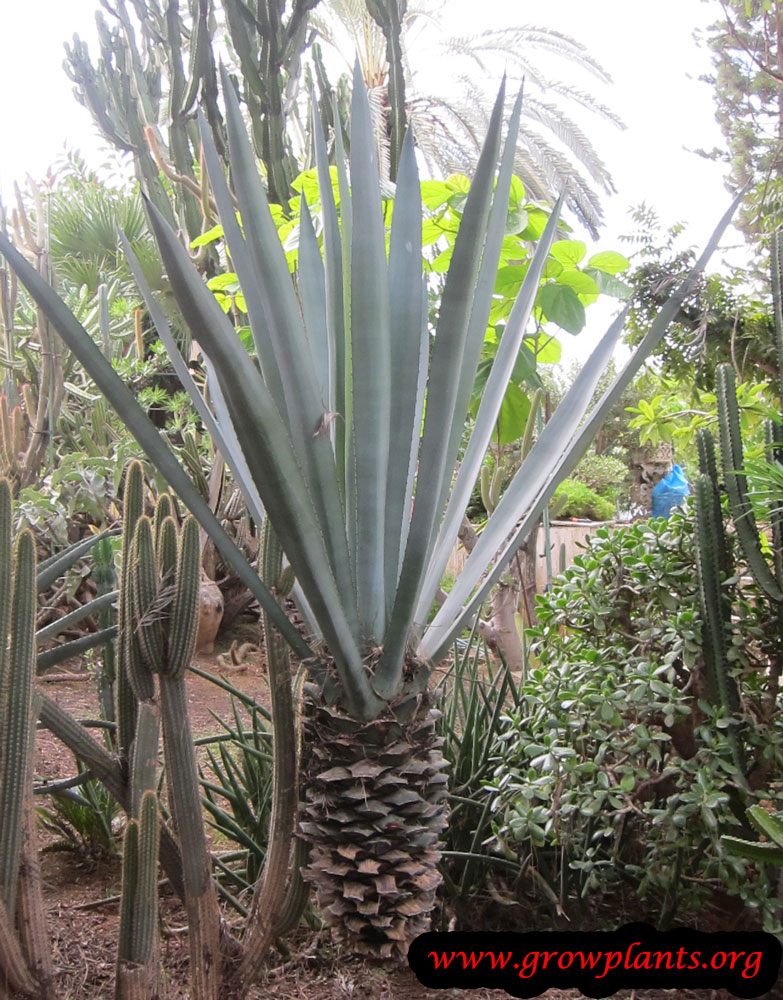 Blue agave - How to grow & care