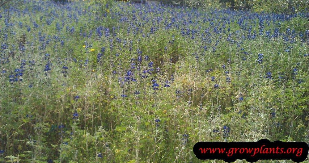 Blue lupin