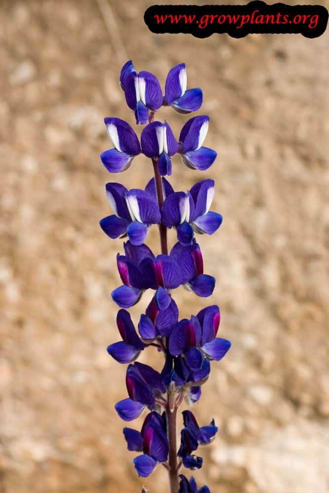 Blue lupin flower