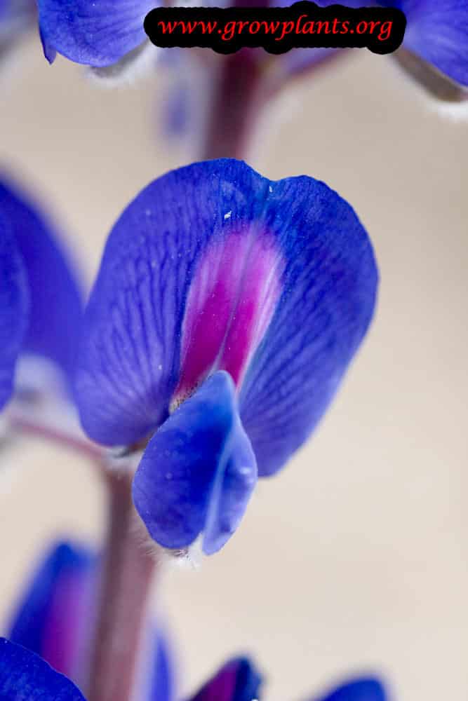 Blue lupin plant