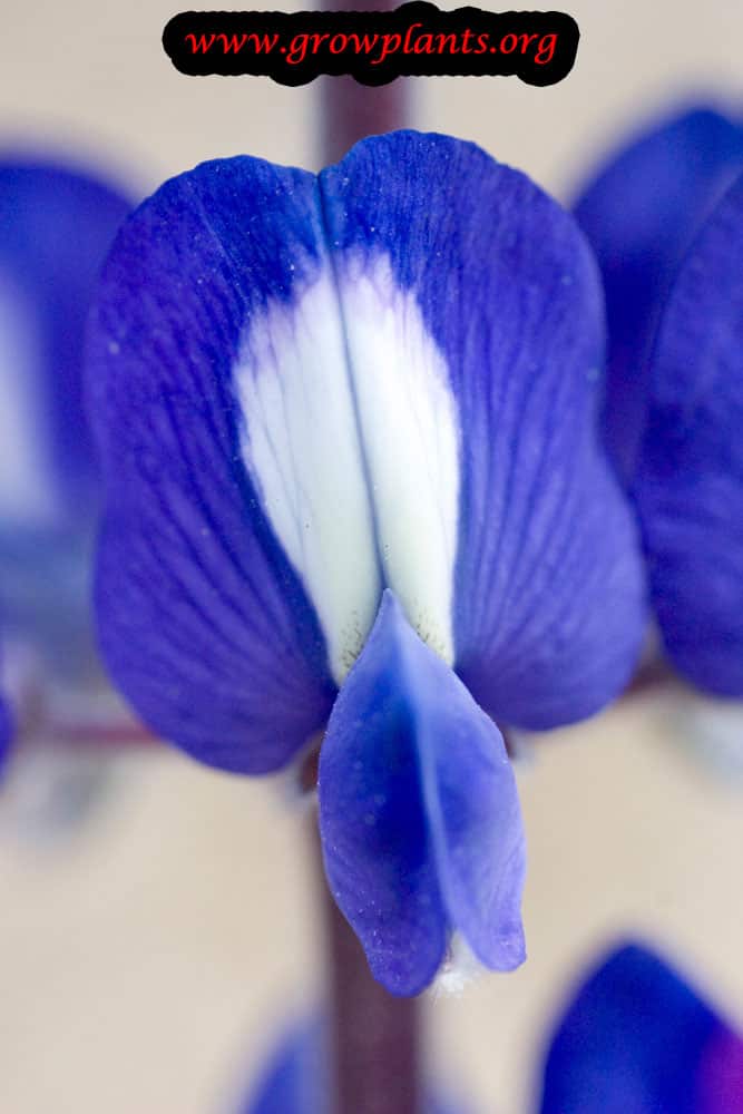 Blue lupin care