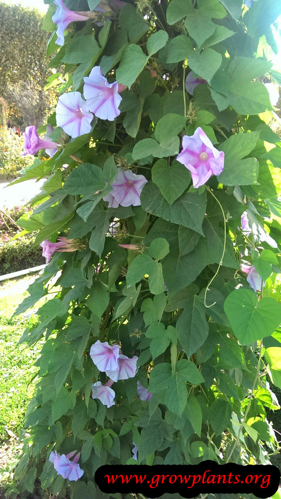 Blue morning glory