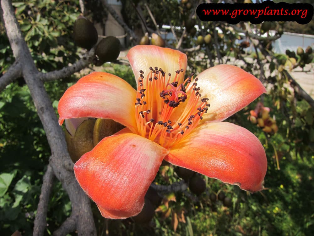 Bombax ceiba flower