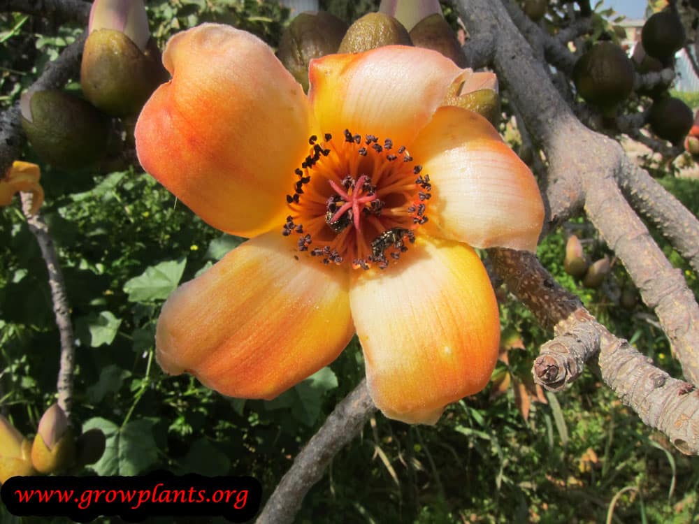 Bombax ceiba orange flower