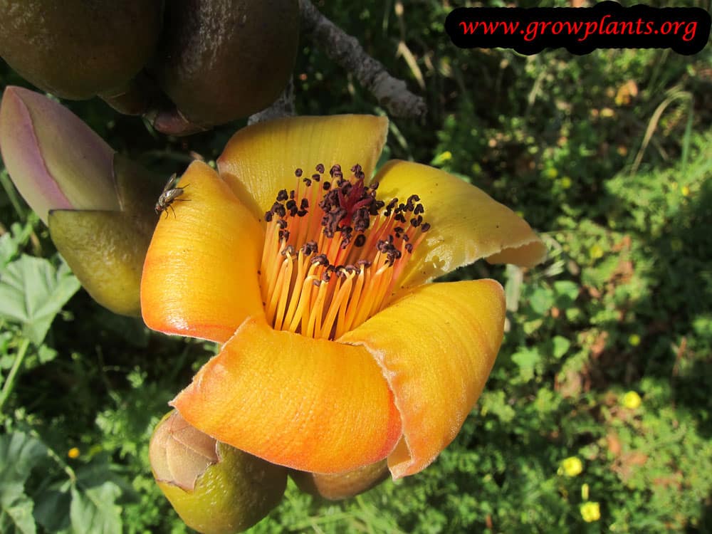 Bombax ceiba - Cotton tree