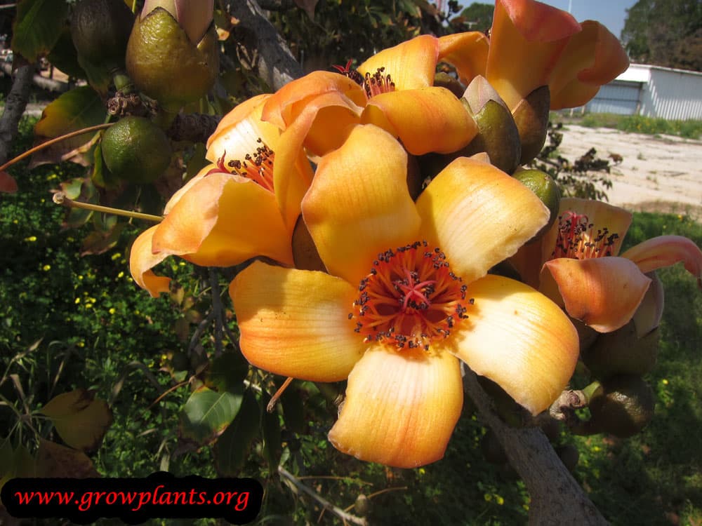 Bombax ceiba flowers