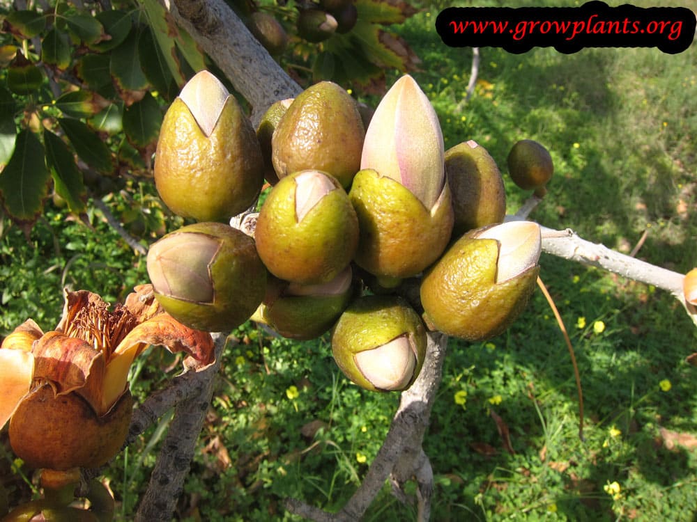 Bombax ceiba buds