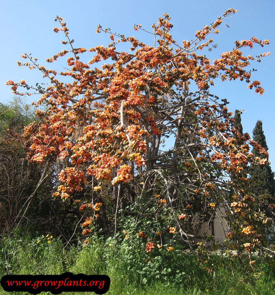 Bombax ceiba tree