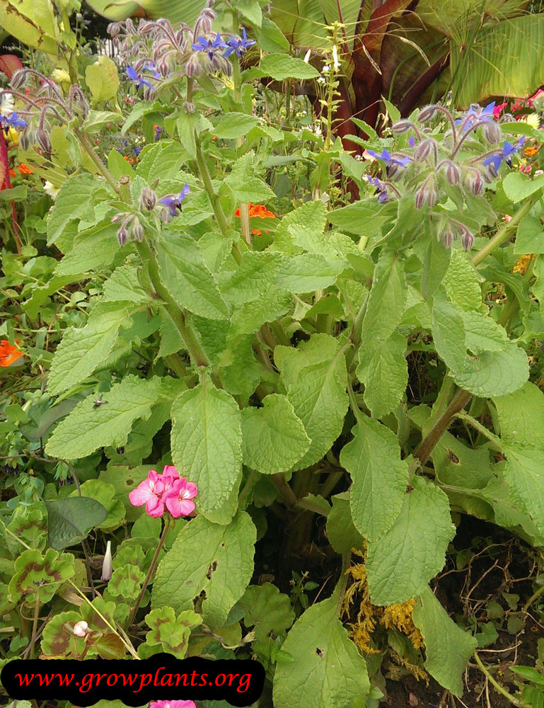 Borage plant