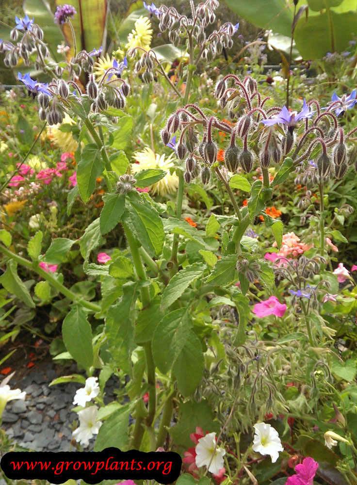Borage plant care