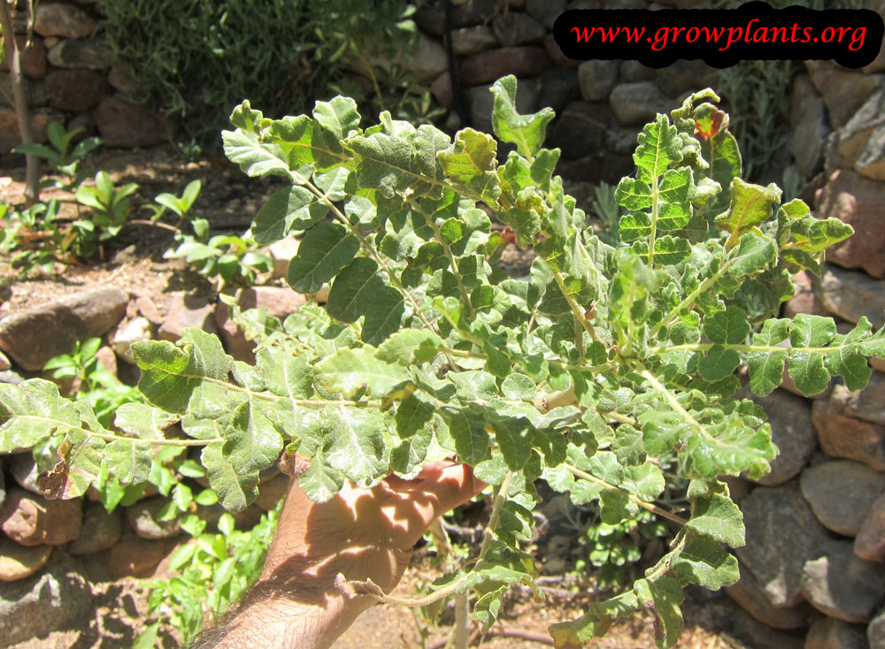 Boswellia