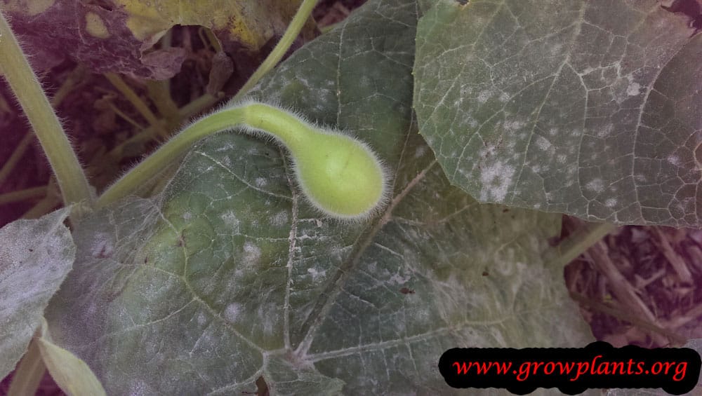 Bottle gourd How to grow &amp; care