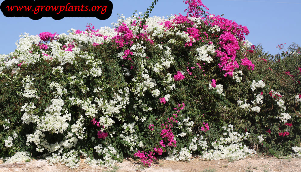 Bougainvillea