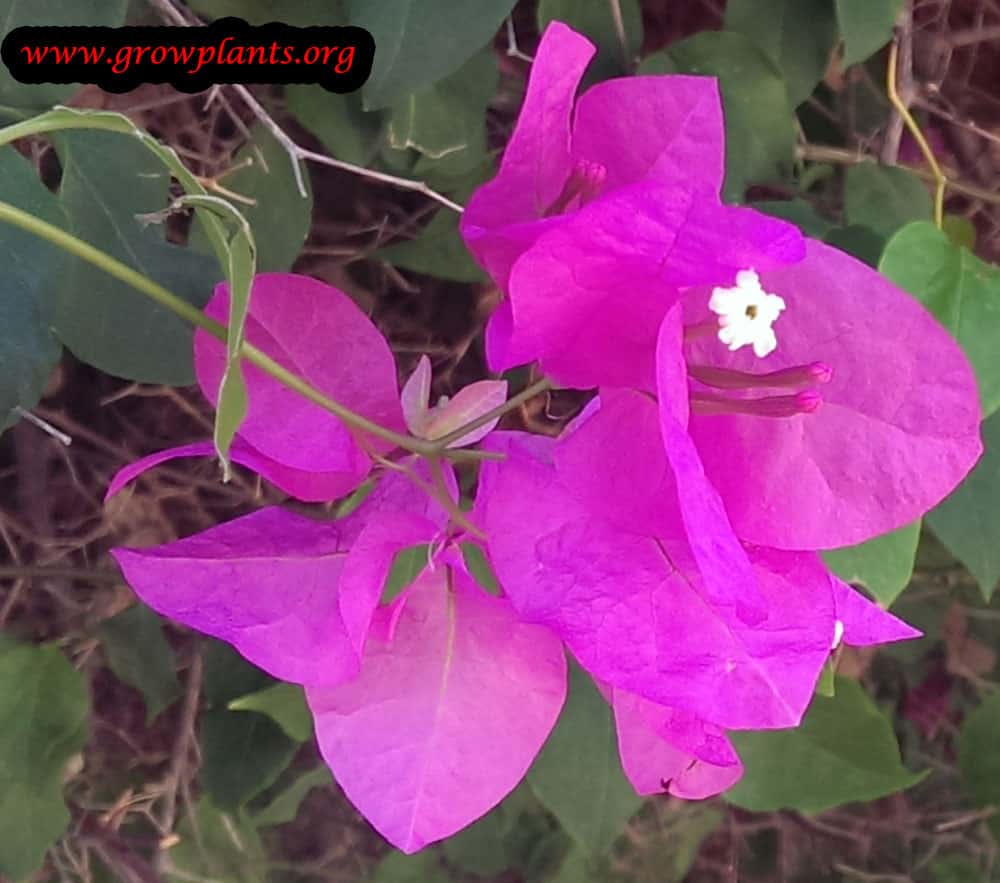 Bougainvillea flower