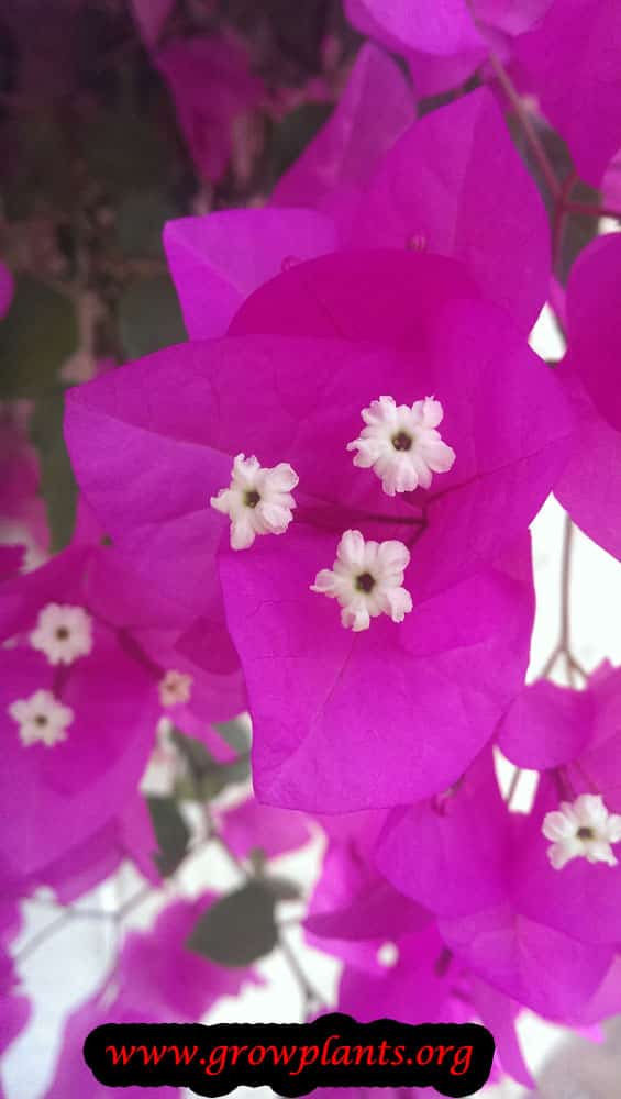 Bougainvillea bracts