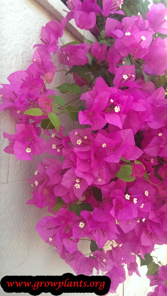Bougainvillea care