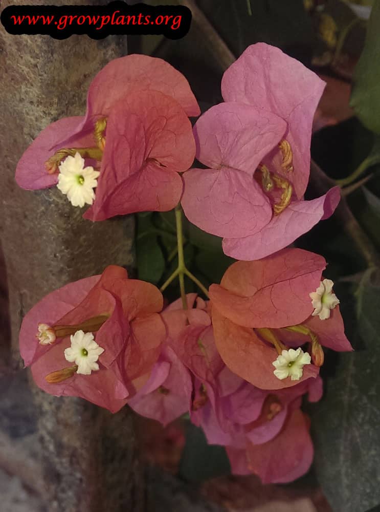 Bougainvillea growing