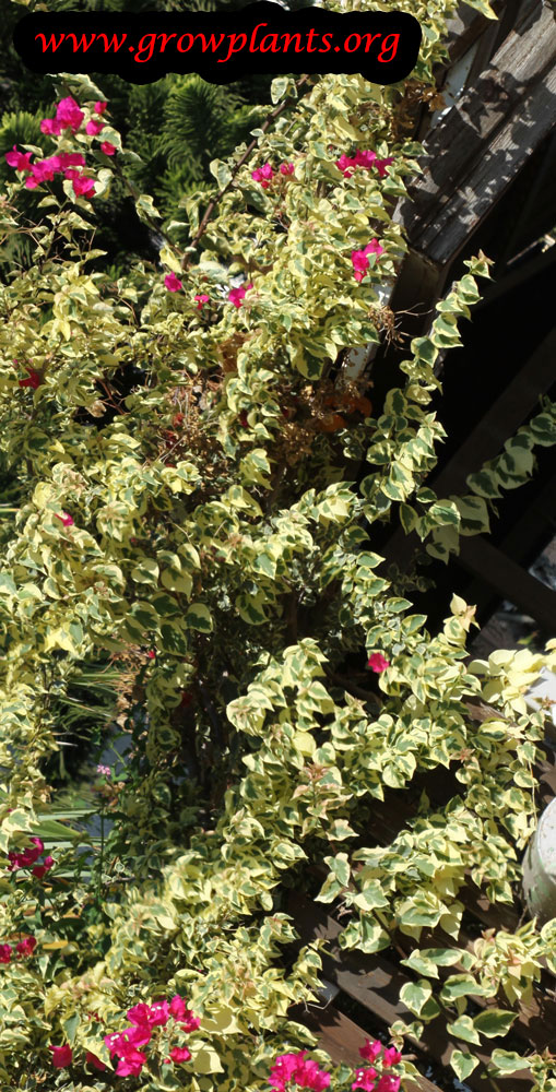Bougainvillea brasiliensis