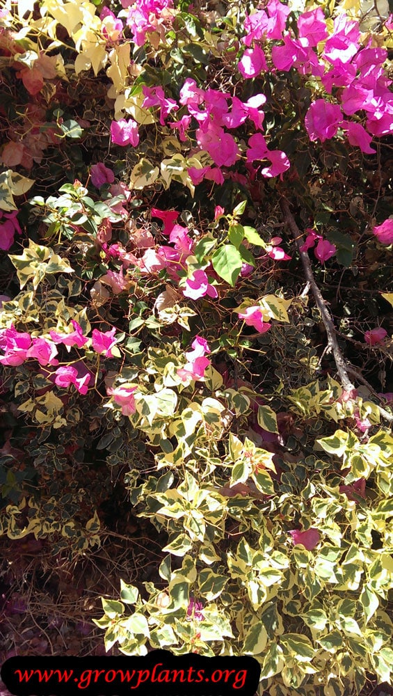 Bougainvillea brasiliensis plant