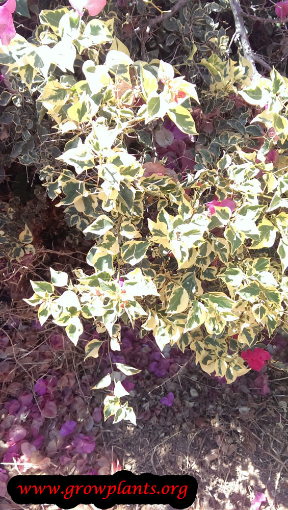 Bougainvillea brasiliensis care