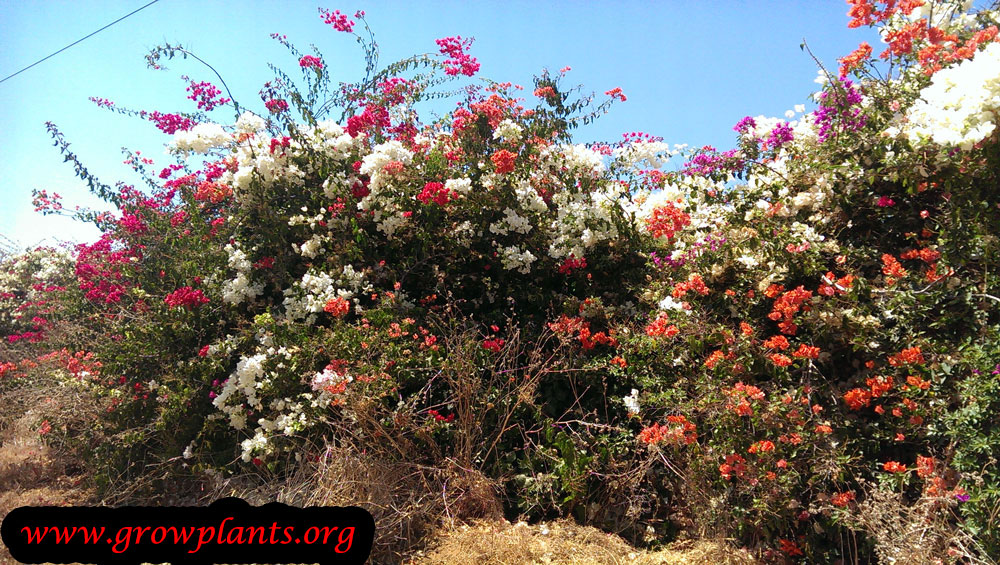 Bougainvillea buttiana