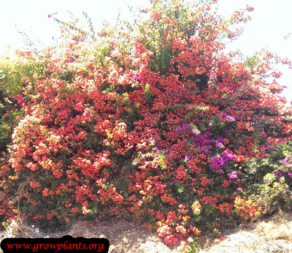 Bougainvillea buttiana plant