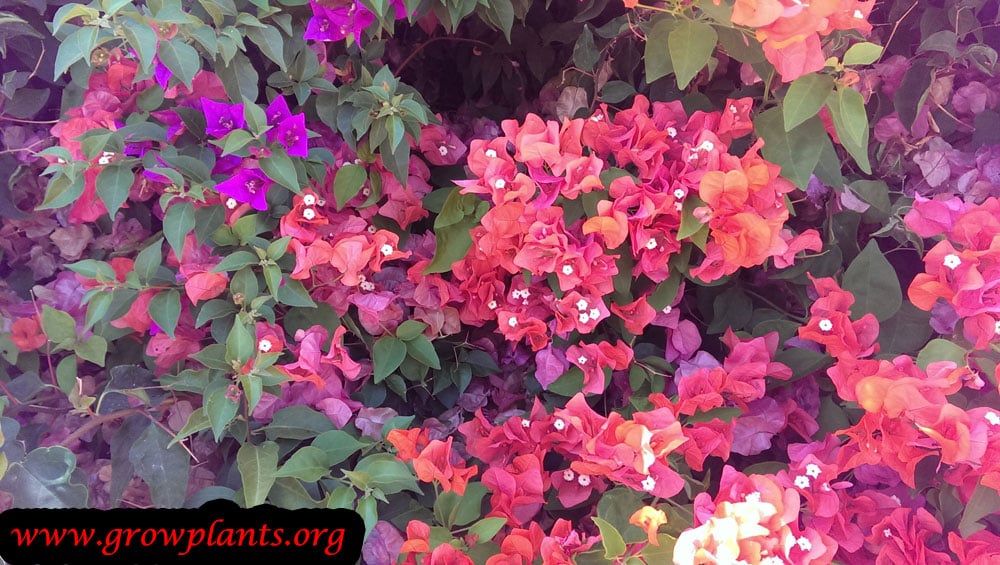 Bougainvillea buttiana care