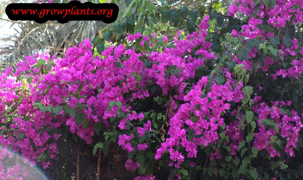Bougainvillea glabra