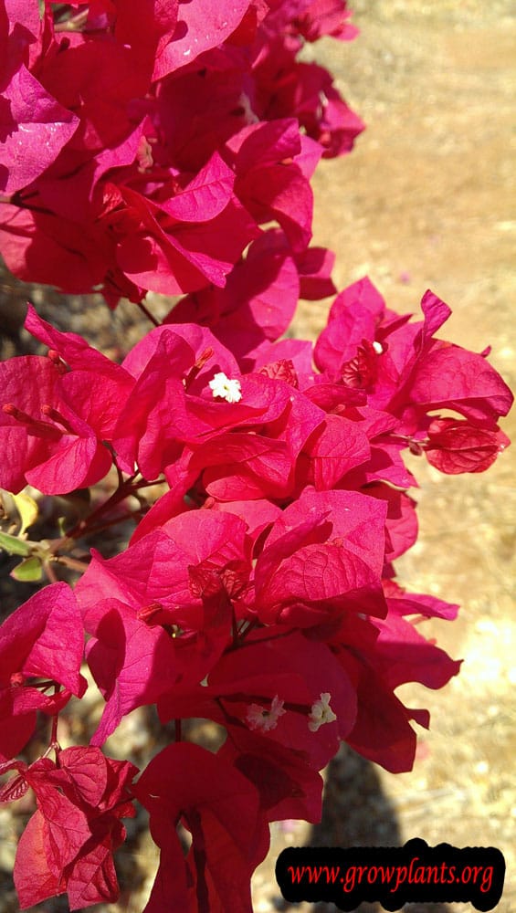 Bougainvillea glabra plant