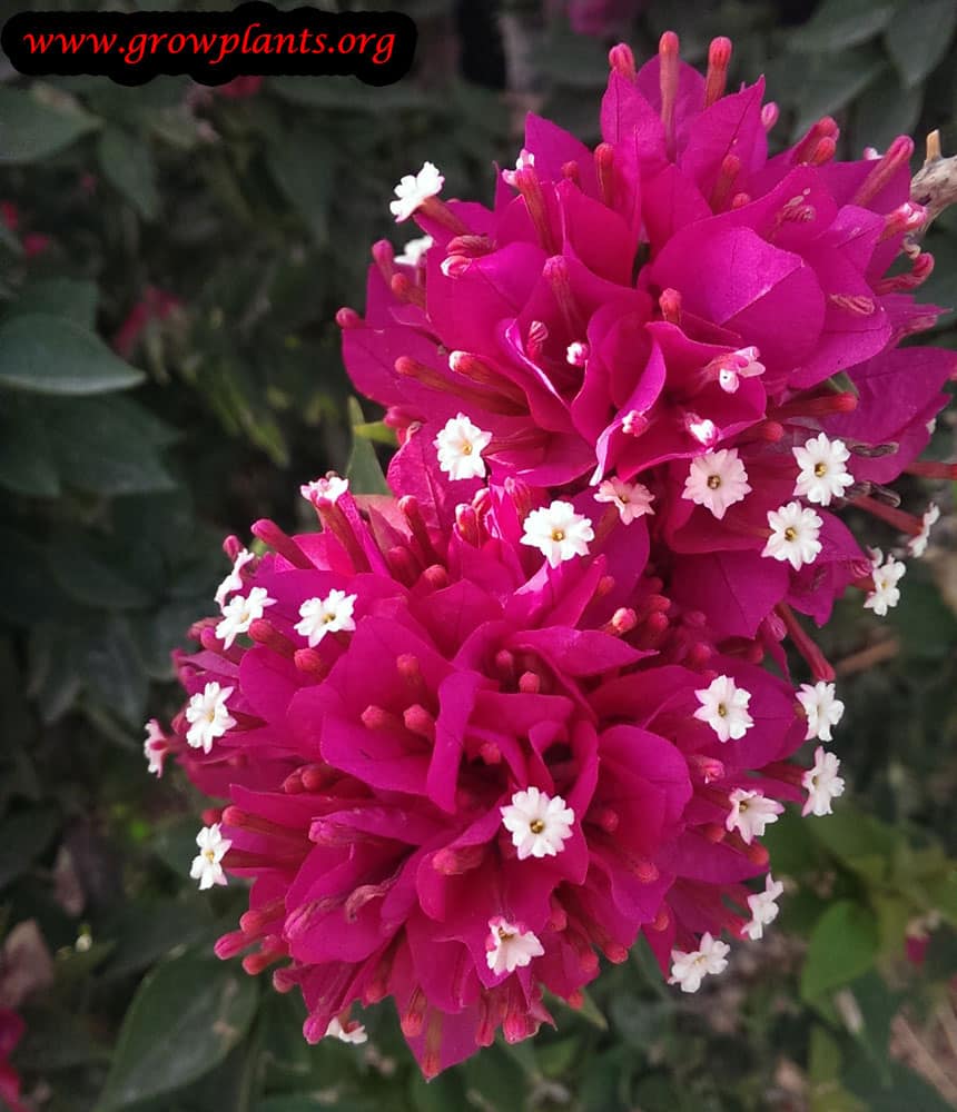 Bougainvillea min thai
