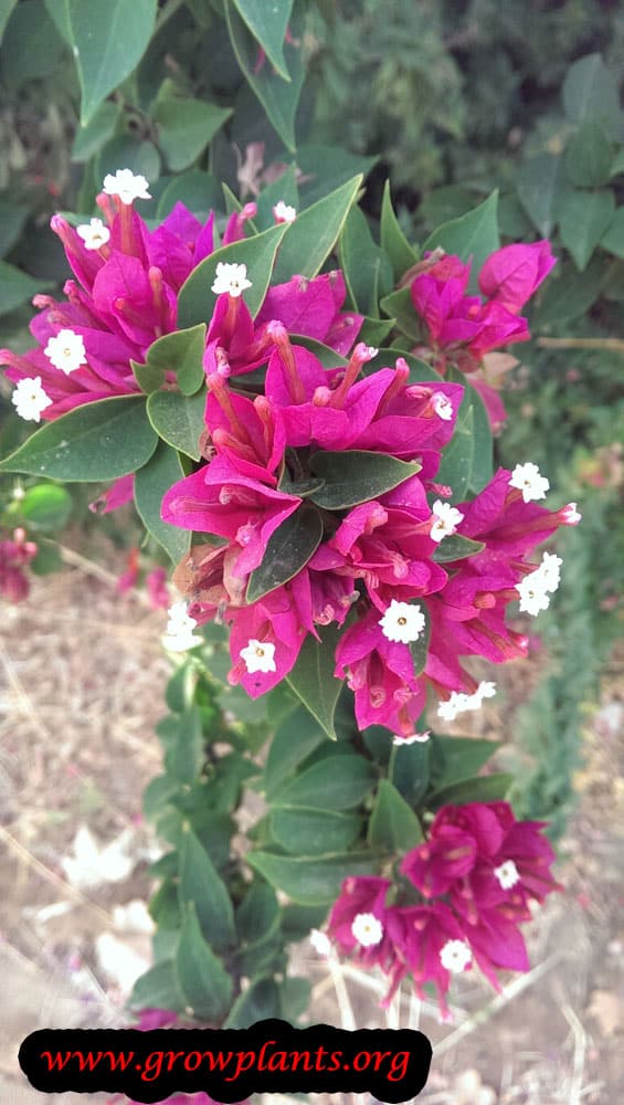Bougainvillea min thai flowers