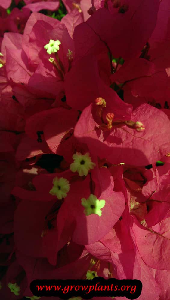 Bougainvillea min thai bracts
