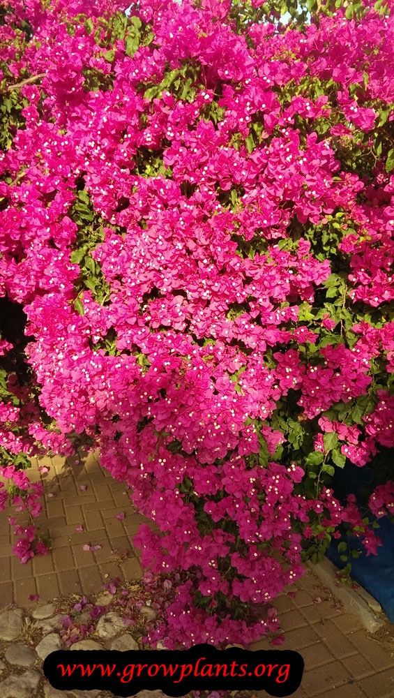 Bougainvillea min thai plant