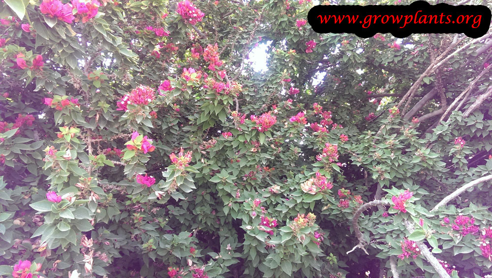 Bougainvillea min thai care