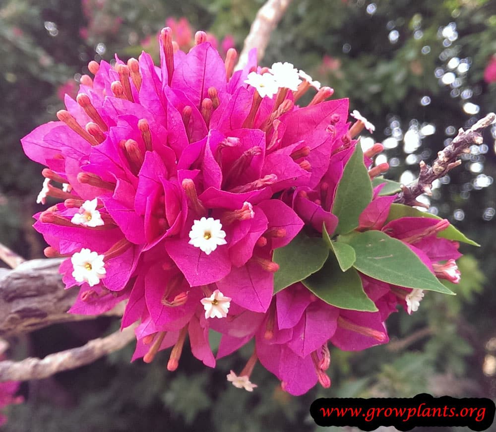 Bougainvillea min thai growing