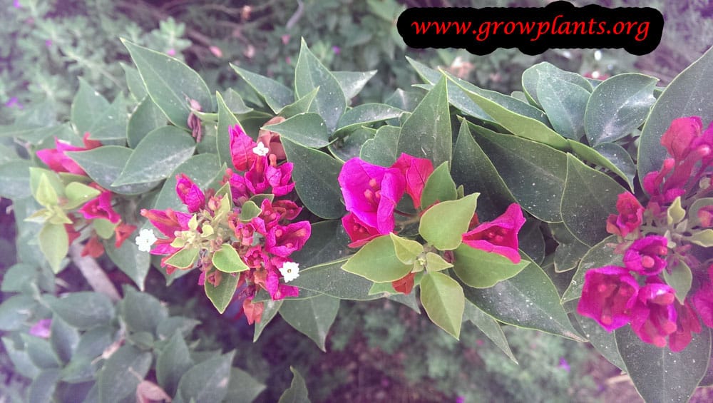 Bougainvillea min thai shrub