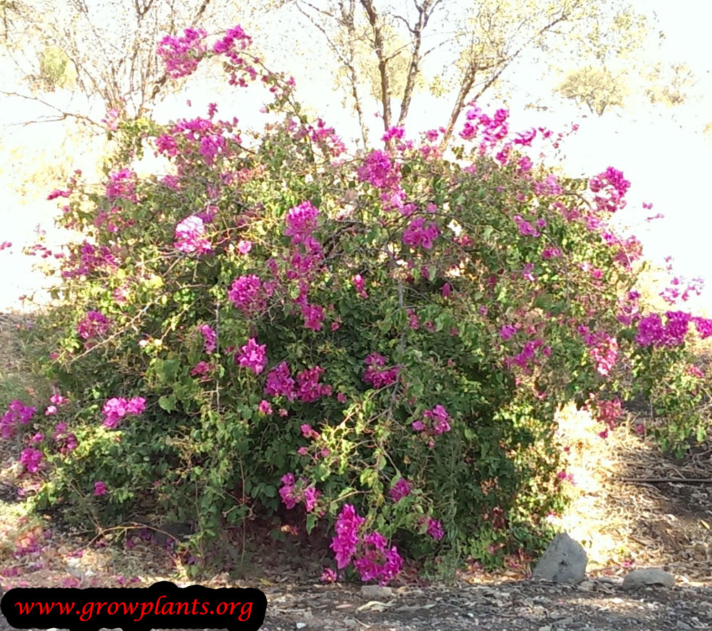 Bougainvillea peruviana