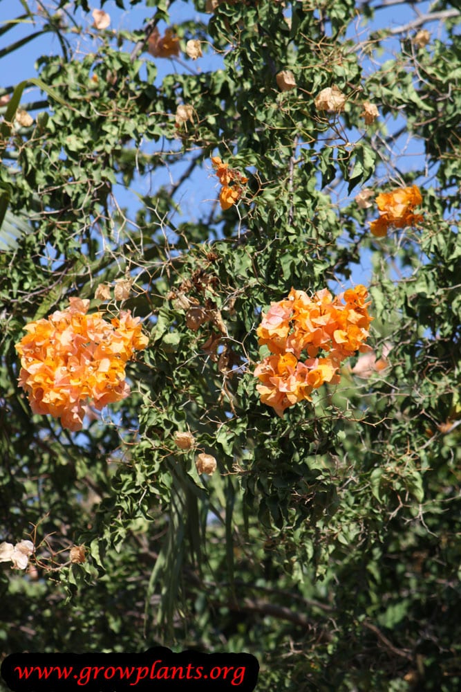Bougainvillea peruviana plant