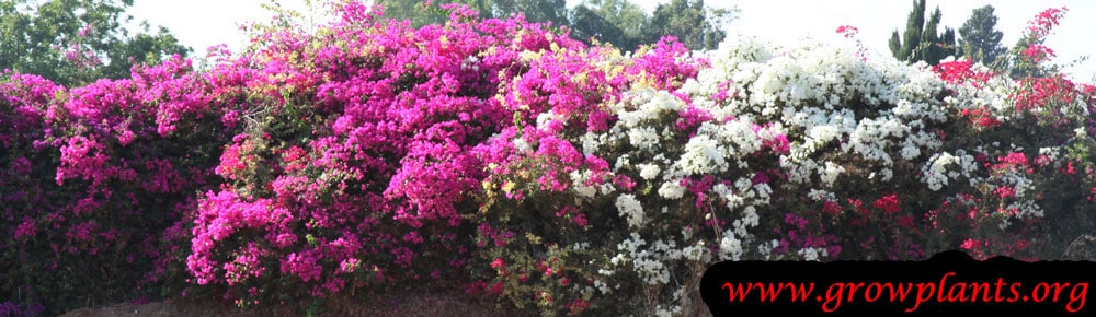 Bougainvillea spectabilis plant