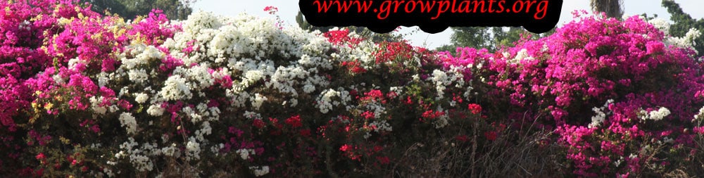 Bougainvillea spectabilis