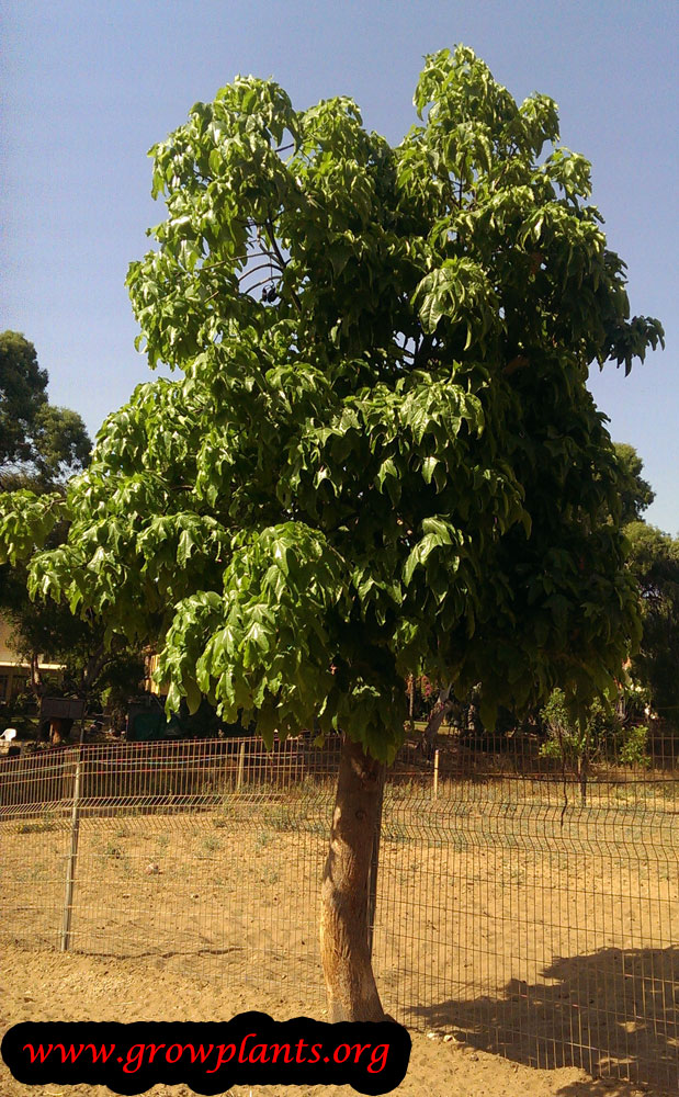 Brachychiton acerifolius