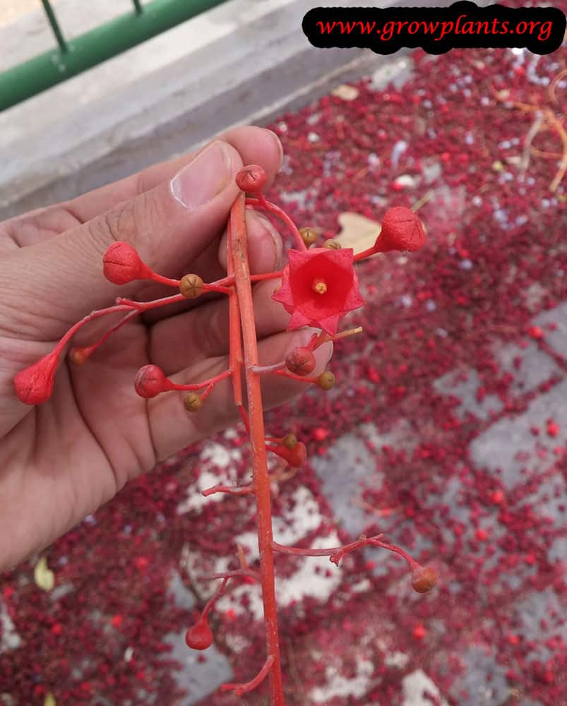 Brachychiton acerifolius flower